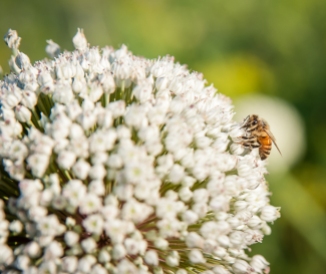 Leek flower with honey bee