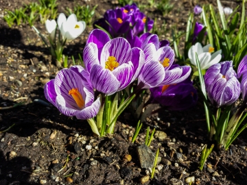 With three feet of snow on the ground at home, these crocuses were a welcome sight.