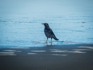 Northwest Crow