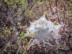Tent caterpillars on a bitterbrush. They seem smaller than last year.