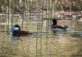 Ruddy Duck males