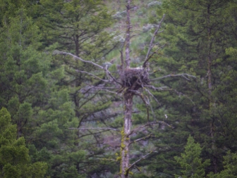 This looks like a Bald Eagle nest and there were eagles in that vicinity but I never saw them on the nest