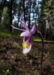 Fairyslipper, Calypso orchid. Lots of these in the campground.