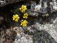 Sweet yellow flower growing out of a crack in a lichen-covered rock