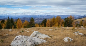 Alpine larch trees with fall colors