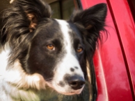 This border collie waited patiently while her person talked about bees.