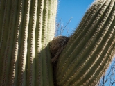 Bird's nest on a saguaro