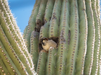 Invasive House Sparrow in a saguaro cavity