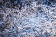 Ice crystals coming out of the ground