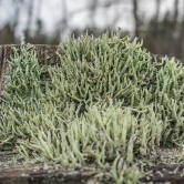 Lichen on a fencepost