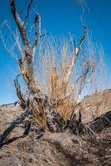 A willow tree burned in the fire and sprouting vigorously.