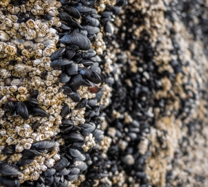 Barnacles and mussels