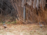 Two rooster pheasants near another blind