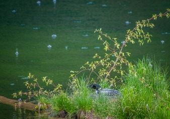 Common Loon nesting in the rain