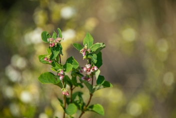 Snowberry has berries as well as flowers