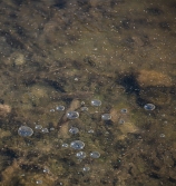 Bubbles under the thin ice near the edge