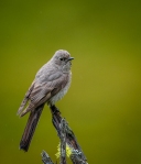 Also a Townsend's Solitaire